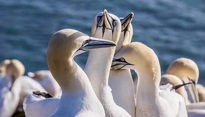 博鱼电竞官网：引领电竞新风向的全方位娱乐平台