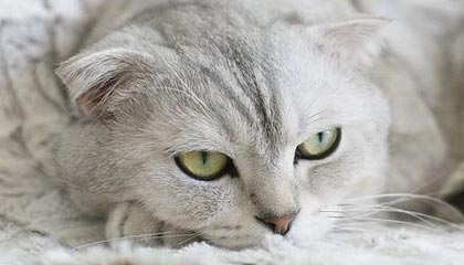 始祖鸟母公司发布上市后首份财报，麦当劳冠名法甲